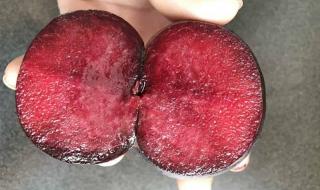 菠萝菠萝蜜菠萝蜜芽