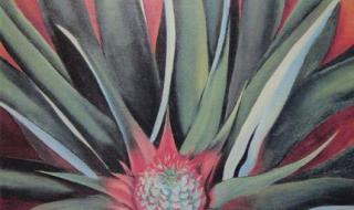 菠萝菠萝蜜菠萝蜜芽