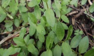 草草药视频在线观看