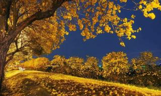 苍蝇碰壁指什么生肖