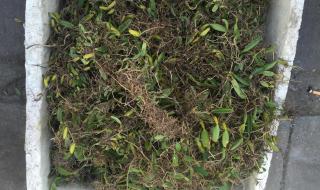 草草药视频在线观看