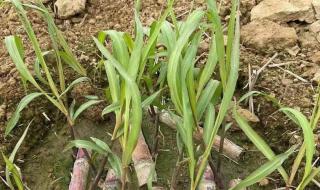 黑皮年上壮0和白皮年下瘦1