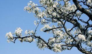 一个嘉年华多少钱人民币