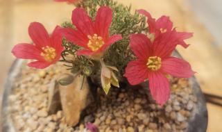 黑皮年上壮0和白皮年下瘦1