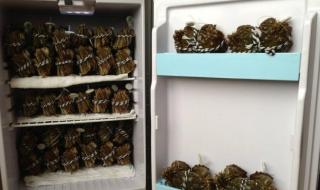 活螃蟹怎么保存过夜