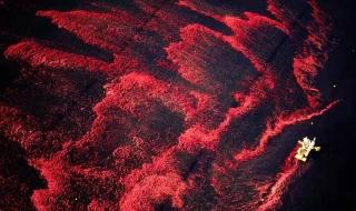 蔓越莓竟然是在水中采摘的