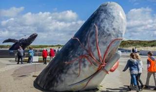 大连渤海海域巨头抹香鲸搁浅
