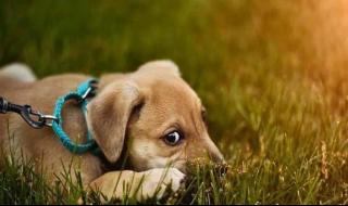 每次都想呼喊你的名字原唱