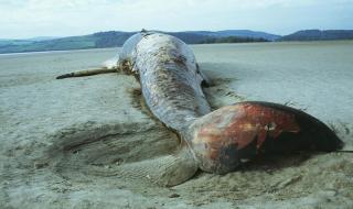大连渤海海域巨头抹香鲸搁浅