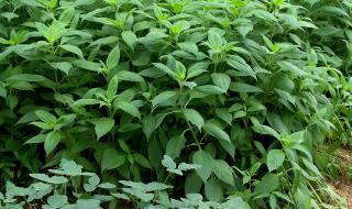 鬼子姜怎么腌制又脆又好吃